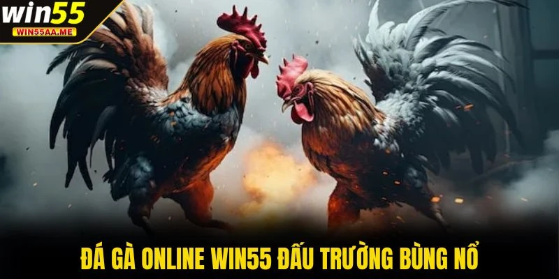 WIN55 9 Đá gà online WIN55 đấu trường bùng nổ
